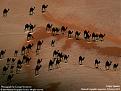 Click image for larger version

Name:	camels.jpg
Views:	421
Size:	164.9 KB
ID:	9067564