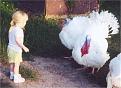 Click image for larger version

Name:	0105_turkeys.jpg
Views:	153
Size:	70.7 KB
ID:	9067672