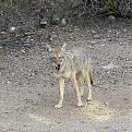 Click image for larger version

Name:	coyote.jpg
Views:	155
Size:	87.0 KB
ID:	9067692