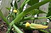 Click image for larger version

Name:	courgettes.jpg
Views:	272
Size:	104.7 KB
ID:	9067773