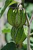 Click image for larger version

Name:	gooseberry.jpg
Views:	269
Size:	82.1 KB
ID:	9067774