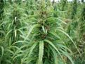 Click image for larger version

Name:	hemp_field2.jpg
Views:	204
Size:	24.2 KB
ID:	9067812