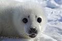 Click image for larger version

Name:	baby_seal_t3542.jpg
Views:	156
Size:	39.9 KB
ID:	9068060