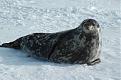 Click image for larger version

Name:	weddell-seal.jpg
Views:	149
Size:	31.5 KB
ID:	9068061