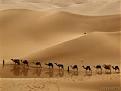 Click image for larger version

Name:	camels1resized.jpg
Views:	339
Size:	9.8 KB
ID:	9068126