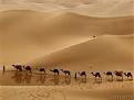 Click image for larger version

Name:	camels1resized.jpg
Views:	414
Size:	9.8 KB
ID:	9068126