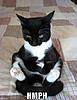 Click image for larger version

Name:	funny-pictures-crosslegged-cat.jpg
Views:	104
Size:	40.1 KB
ID:	9068210