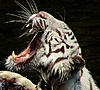 Click image for larger version

Name:	tiger2.jpg
Views:	99
Size:	29.7 KB
ID:	9068338