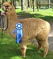 Click image for larger version

Name:	andrea ribbon.jpg
Views:	148
Size:	36.9 KB
ID:	9068459