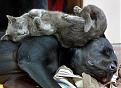 Click image for larger version

Name:	asleepingcat.jpg
Views:	138
Size:	51.2 KB
ID:	9068523
