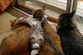 Click image for larger version

Name:	asleepingcat.jpg
Views:	125
Size:	39.9 KB
ID:	9068525