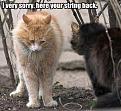 Click image for larger version

Name:	cat_is_sorry.jpg
Views:	401
Size:	67.8 KB
ID:	9069235
