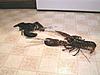 Click image for larger version

Name:	lobsterfight.jpg
Views:	396
Size:	59.4 KB
ID:	9069568