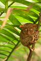 Click image for larger version

Name:	tarsier.jpg
Views:	149
Size:	24.7 KB
ID:	9069608