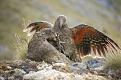 Click image for larger version

Name:	feathered friends in combat.jpg
Views:	248
Size:	102.2 KB
ID:	9069728