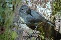 Click image for larger version

Name:	more feathered friends.jpg
Views:	247
Size:	114.9 KB
ID:	9069736