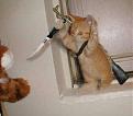 Click image for larger version

Name:	killercat.jpg
Views:	206
Size:	9.8 KB
ID:	9070140