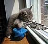 Click image for larger version

Name:	sniper-cat.jpg
Views:	195
Size:	106.6 KB
ID:	9070141
