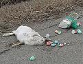 Click image for larger version

Name:	happyeaster.jpg
Views:	165
Size:	141.6 KB
ID:	9070389