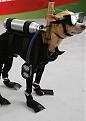 Click image for larger version

Name:	1dog350.jpg
Views:	138
Size:	13.8 KB
ID:	9071028