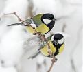 Click image for larger version

Name:	birds.jpg
Views:	278
Size:	113.2 KB
ID:	9071183