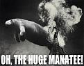 Click image for larger version

Name:	thehugemanatee.jpg
Views:	110
Size:	47.3 KB
ID:	9071191
