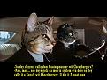 Click image for larger version

Name:	pulp catz.jpg
Views:	130
Size:	44.9 KB
ID:	9071235