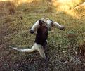 Click image for larger version

Name:	anteater.jpg
Views:	135
Size:	44.4 KB
ID:	9071346