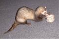 Click image for larger version

Name:	baseball rat (1999).jpg
Views:	284
Size:	49.4 KB
ID:	9071399