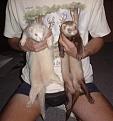 Click image for larger version

Name:	rat and wezil (1999).jpg
Views:	280
Size:	53.9 KB
ID:	9071400