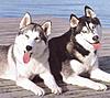 Click image for larger version

Name:	husky18.jpg
Views:	243
Size:	83.4 KB
ID:	9071405