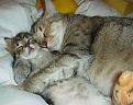 Click image for larger version

Name:	cats-cuddles.jpg
Views:	183
Size:	28.3 KB
ID:	9075652