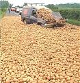 Click image for larger version

Name:	potatoes.jpg
Views:	308
Size:	64.6 KB
ID:	9076097