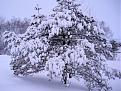 Click image for larger version

Name:	frozen penis tree.jpg
Views:	386
Size:	141.2 KB
ID:	9076206