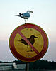Click image for larger version

Name:	nobirds.jpg
Views:	264
Size:	67.9 KB
ID:	9076291