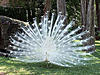 Click image for larger version

Name:	peacock.jpg
Views:	325
Size:	125.3 KB
ID:	9076334