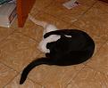 Click image for larger version

Name:	get a room.jpg
Views:	356
Size:	37.7 KB
ID:	9076376