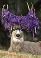 Click image for larger version

Name:	buck with volleyball net.jpg
Views:	313
Size:	111.9 KB
ID:	9076782