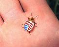 Click image for larger version

Name:	bug.jpg
Views:	310
Size:	48.7 KB
ID:	9076789
