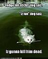 Click image for larger version

Name:	funny-pictures-cat-will-kill-dog.jpg
Views:	306
Size:	22.9 KB
ID:	9076973