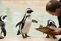 Click image for larger version

Name:	penguinstreet.jpg
Views:	290
Size:	28.2 KB
ID:	9077124
