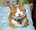 Click image for larger version

Name:	happycat.jpg
Views:	418
Size:	67.6 KB
ID:	9077347