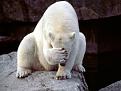 Click image for larger version

Name:	19-vie animale19.jpg
Views:	235
Size:	25.3 KB
ID:	9077785