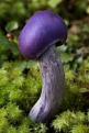Click image for larger version

Name:	purple-mushroom.jpg
Views:	188
Size:	7.4 KB
ID:	9077968