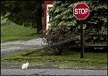 Click image for larger version

Name:	law-abiding bunny.jpg
Views:	427
Size:	101.8 KB
ID:	9078063