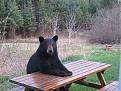 Click image for larger version

Name:	bear.jpg
Views:	322
Size:	76.0 KB
ID:	9078601