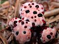 Click image for larger version

Name:	bleeding-tooth-fungus.jpg
Views:	191
Size:	67.5 KB
ID:	9078702