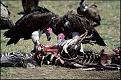 Click image for larger version

Name:	vultures.jpg
Views:	213
Size:	58.2 KB
ID:	9078777
