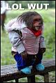 Click image for larger version

Name:	lol wut monkey.jpg
Views:	461
Size:	63.9 KB
ID:	9078990