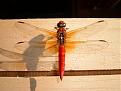 Click image for larger version

Name:	neon-skimmer.jpg
Views:	275
Size:	96.4 KB
ID:	9079083